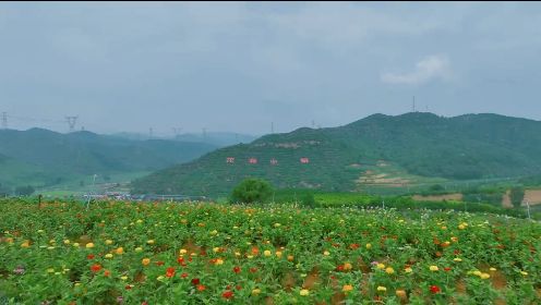 药香旖旎 邂逅热河中药花海小镇